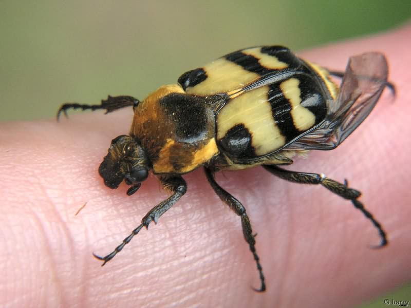 Trichius orientalis Reitter, 1894